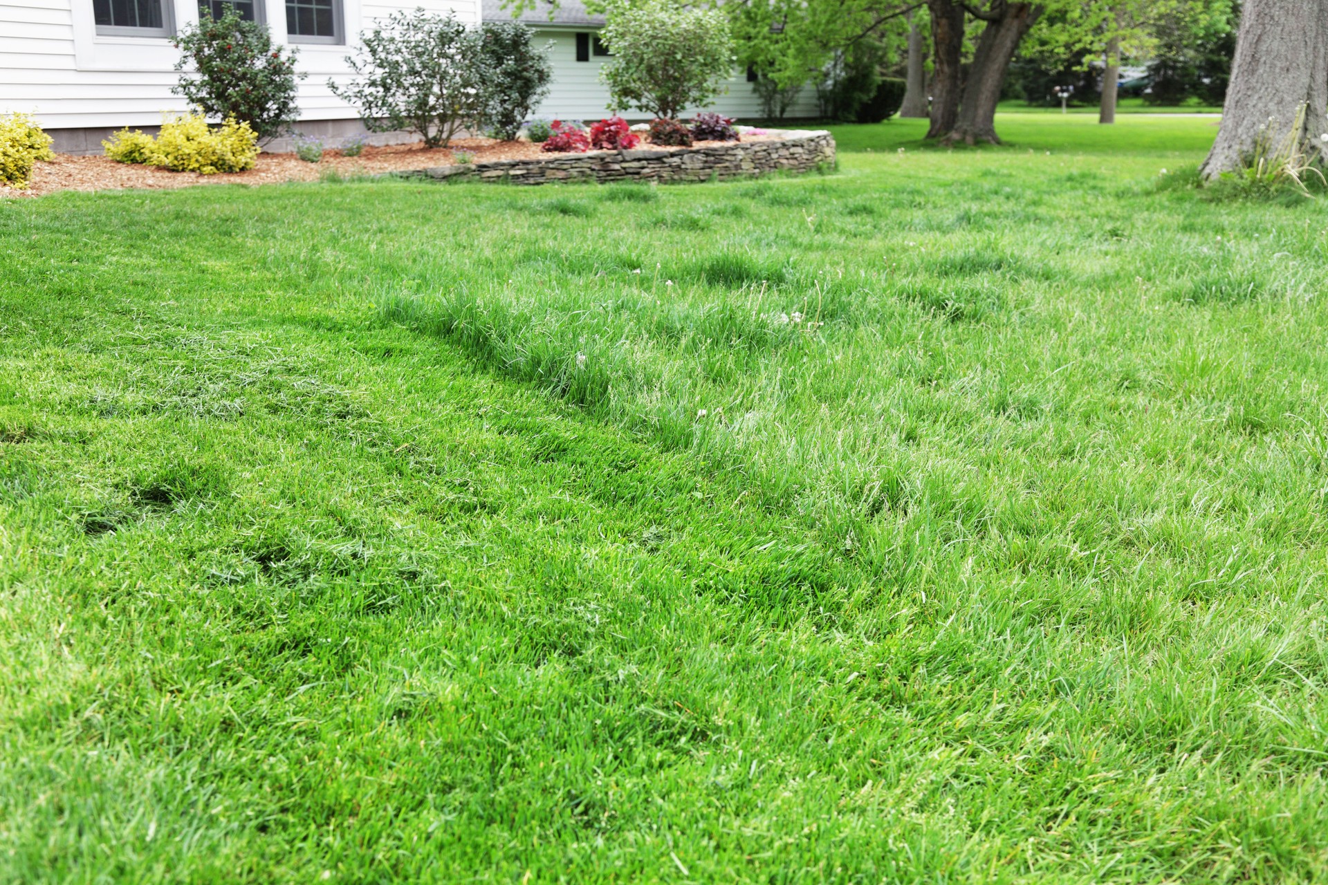 Overgrown Front Yard Grass